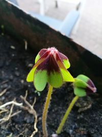 Close-up of flower