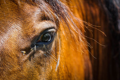 Close-up of horse eye