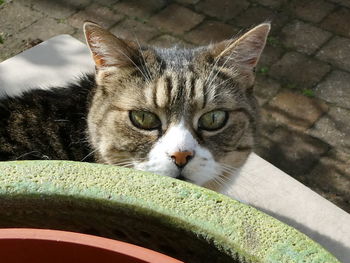 Close-up portrait of cat by sea