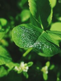 Close-up of raindrops on leaves