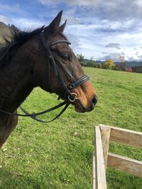 Close-up of a horse on field