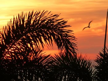 Silhouette palm tree leaves against sky during sunset