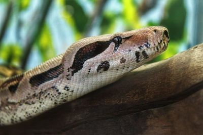 Close-up of lizard
