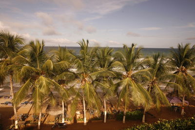 Coconut palm trees growing at beach against sky