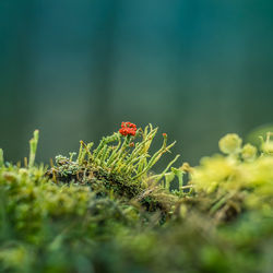 Beautiful closeup of moss growing on the forest floor in spring. small natural scenery in woodlands