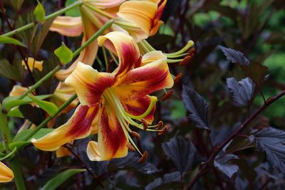 Close-up of yellow flowering plant