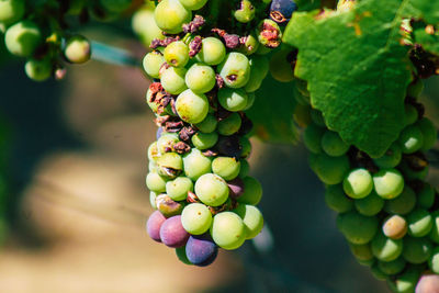 Close-up of grapes growing in vineyard