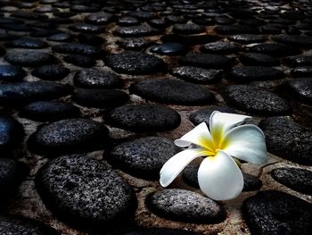 Close-up of white flowers