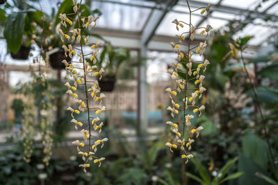 Close-up of flowering plants hanging on plant