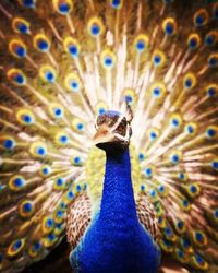 Close-up of peacock