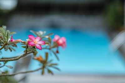 Close-up of pink flowering plant