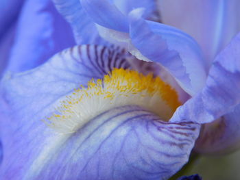 Macro shot of purple flower head