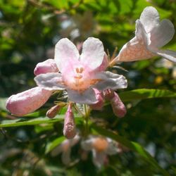 Close-up of pink flowers blooming outdoors