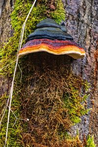 High angle view of mushroom growing on tree trunk