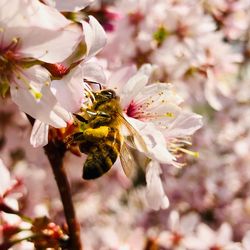 Close-up of bee pollinating on pink flower