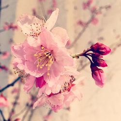 Close-up of pink cherry blossoms in spring