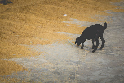 High angle view of dog walking on street