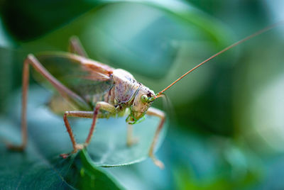 Close-up of insect on leaf