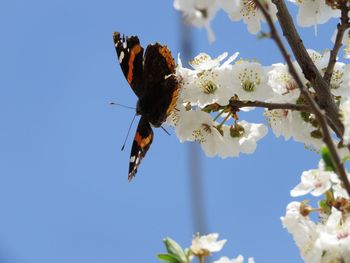 Close-up of butterfly pollinating on flower