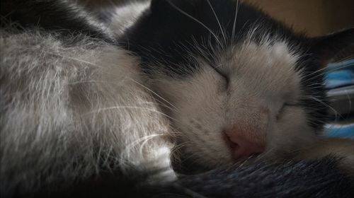 Close-up of cat sleeping at home