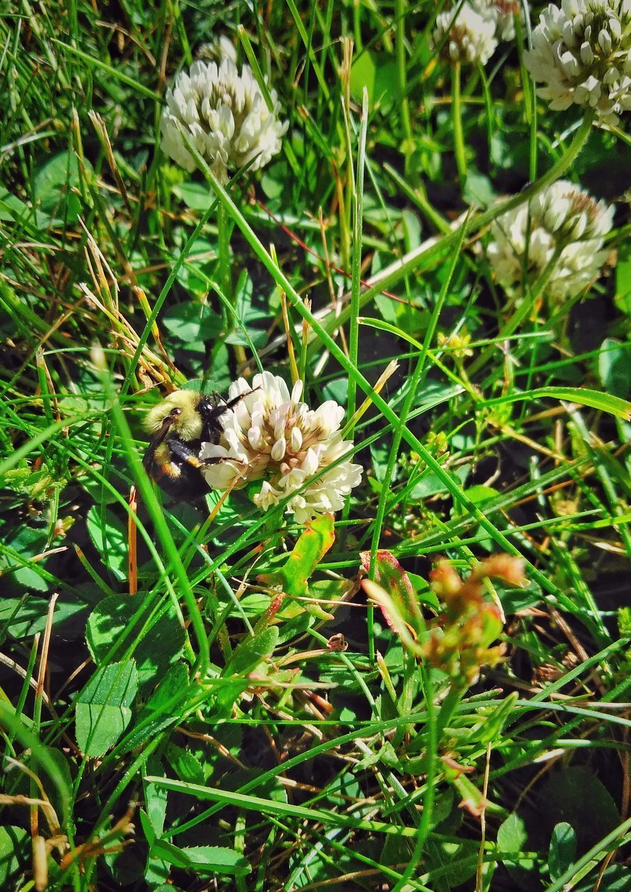 CLOSE-UP OF BEE ON FLOWERING PLANT