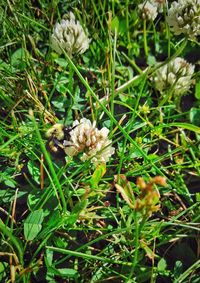 Close-up of bee on flowering plants on field