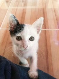 Portrait of cat on floor