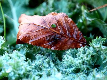 Close-up of leaves