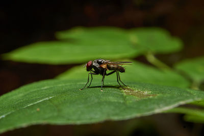 Close-up of fly on leaf