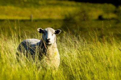 Portrait of sheep on grass