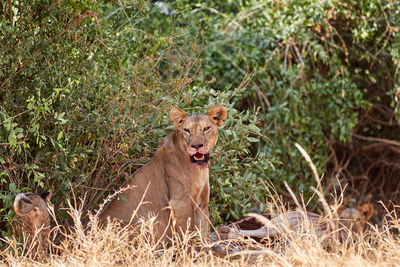 Lioness with a kill in samburu