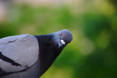 Close-up of pigeon perching