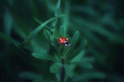 Close-up of ladybug on plant