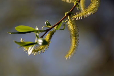 Close-up of plant growing outdoors