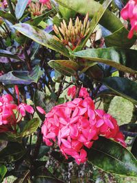 Close-up of pink flower