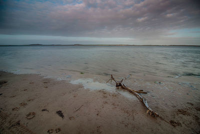 Driftwood on beach against sky