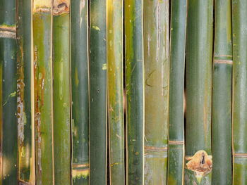 Detail shot of bamboo