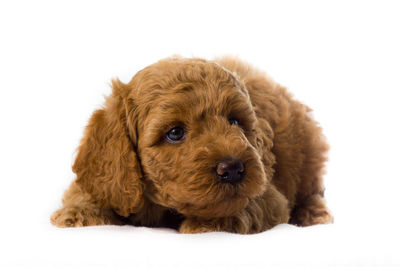 Portrait of puppy on white background