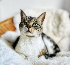 Close-up portrait of cat