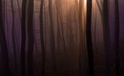 View of trees in forest