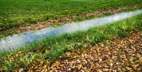 Plants growing on field