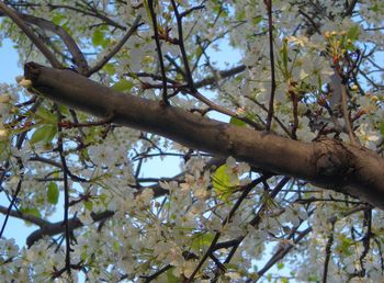 Low angle view of tree against sky