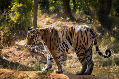 Tiger walking in a forest