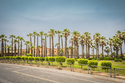 Trees growing in a park