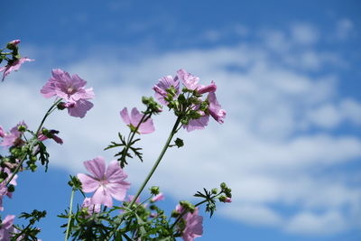 Close-up of pink flowering plant against sky