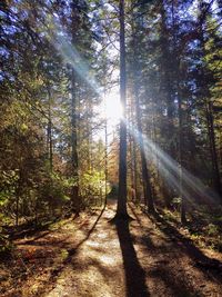 Sun shining through trees in forest