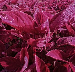 Full frame shot of pink flowering plants