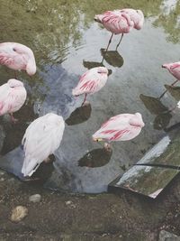 High angle view of swan on lake