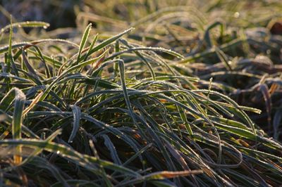 Close-up of grass on field