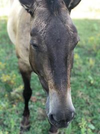 Close-up of a horse on field